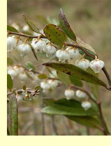 Хамедафне, болотный мирт (chamaedaphne calyculata (L.) Moench) Хамедафне, болотный мирт (chamaedaphne calyculata (L.) Moench)